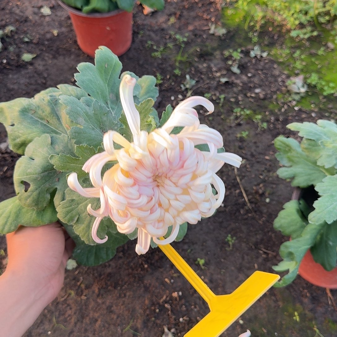 大部分花苞少量开放43圣者