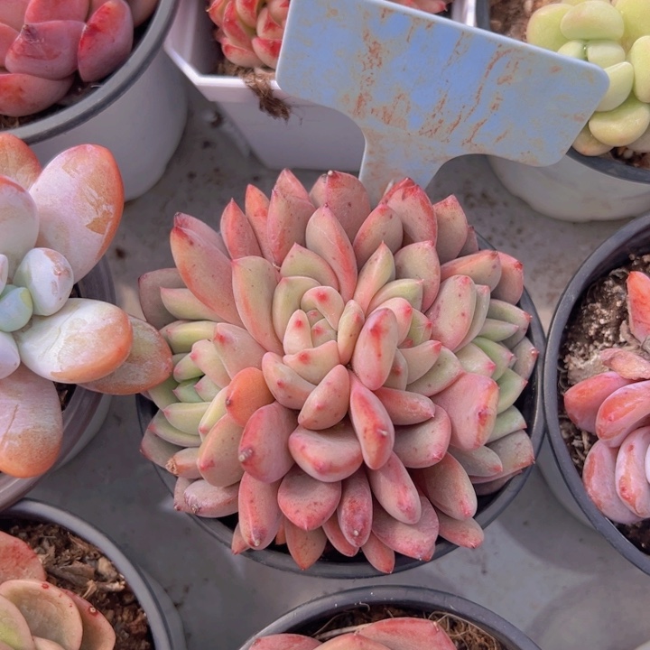 健健康康平平安安