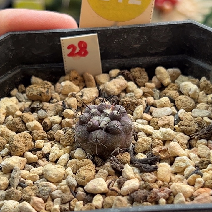 实生黑刺孤龙丸一棵1.6cm