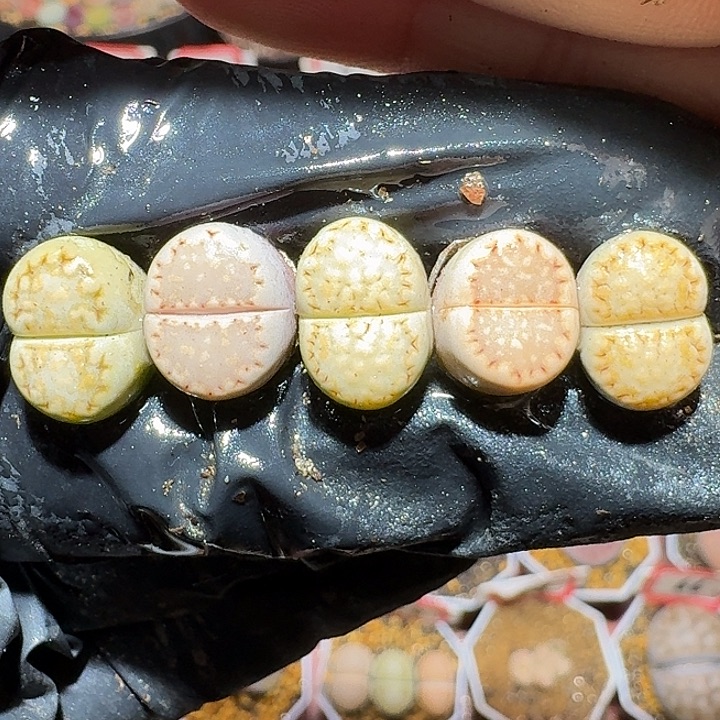 生石花11121。 饼干套。  109