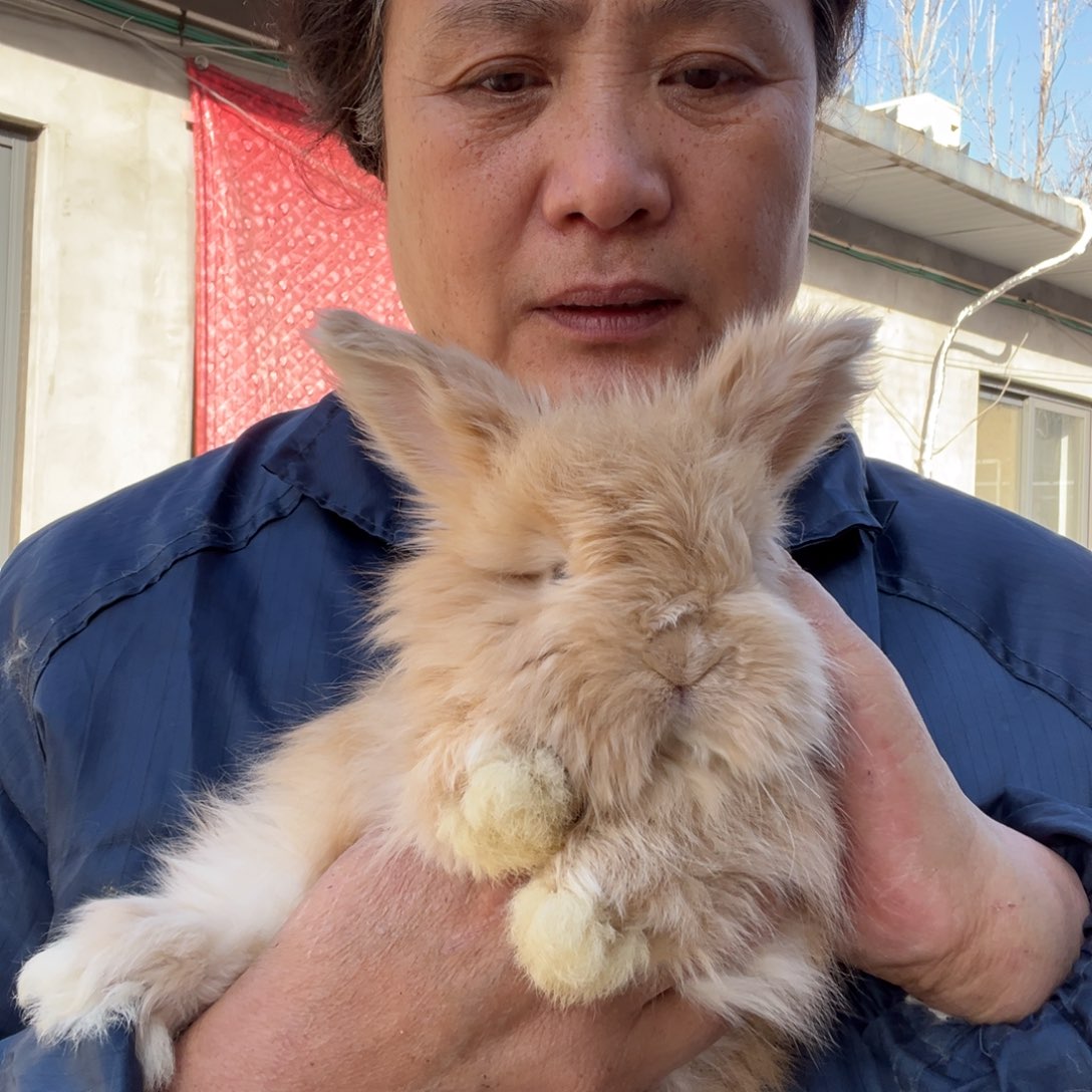 宠物兔英系安哥拉兔