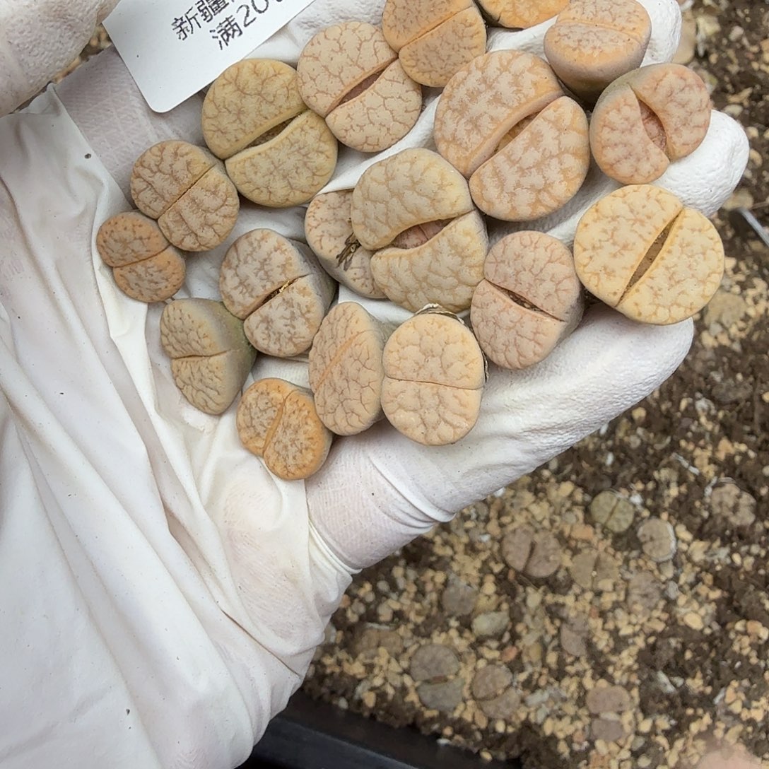 好喜欢你这个造型噢太452这个