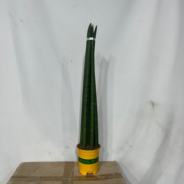 佛前香棒叶虎皮兰室内净化空气美观创意盆栽