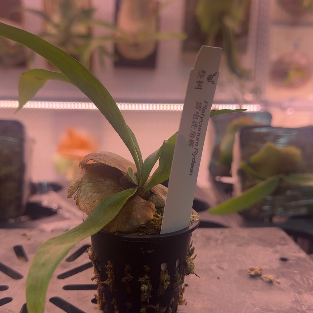 雷电鹿角蕨孢子苗