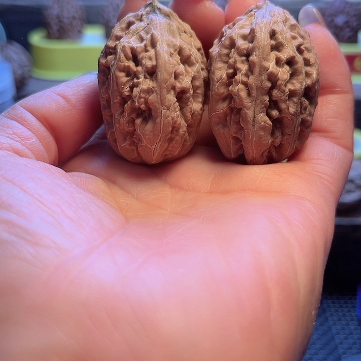 核桃2号车大肉包子