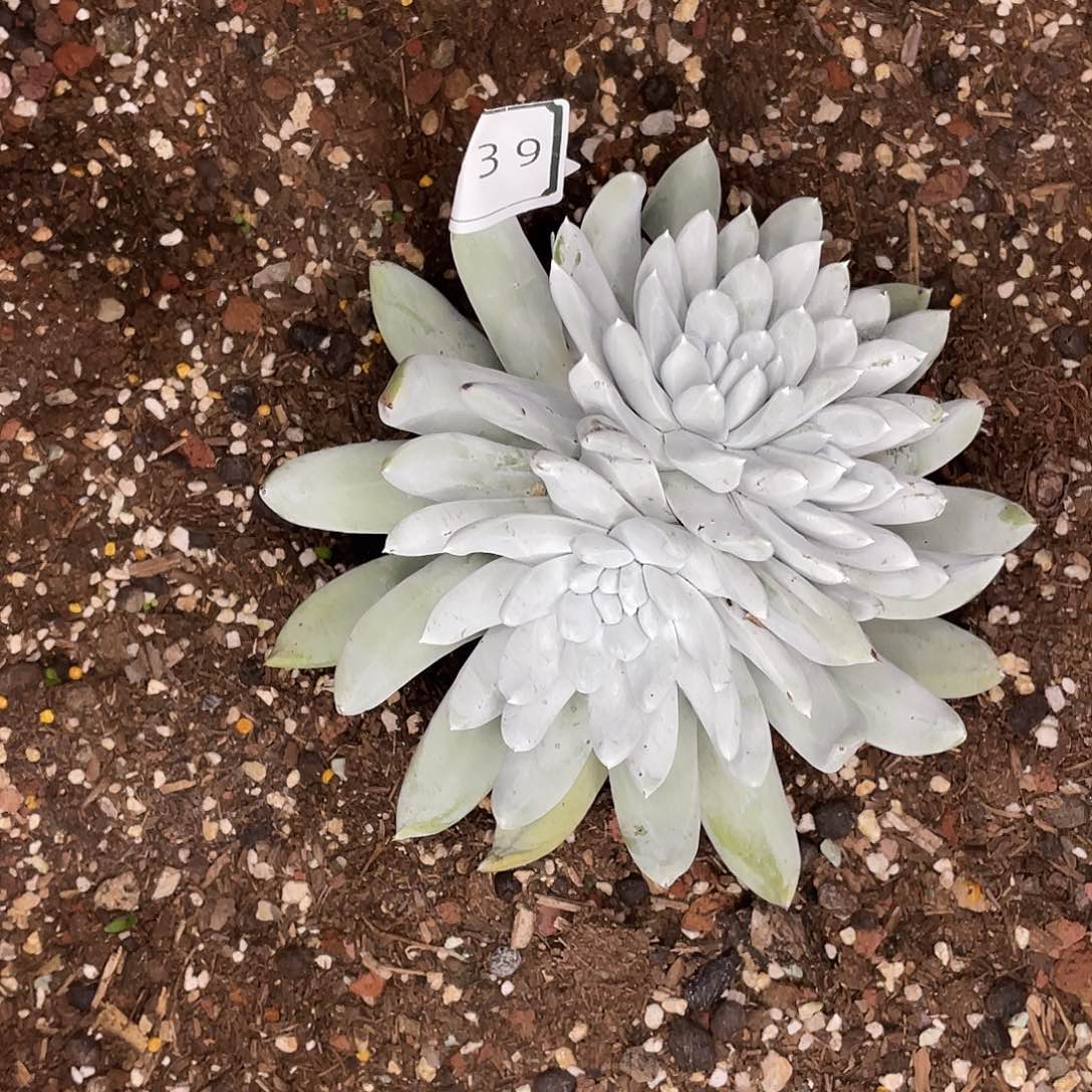 啦****4三颗拇指11939.11938.11937