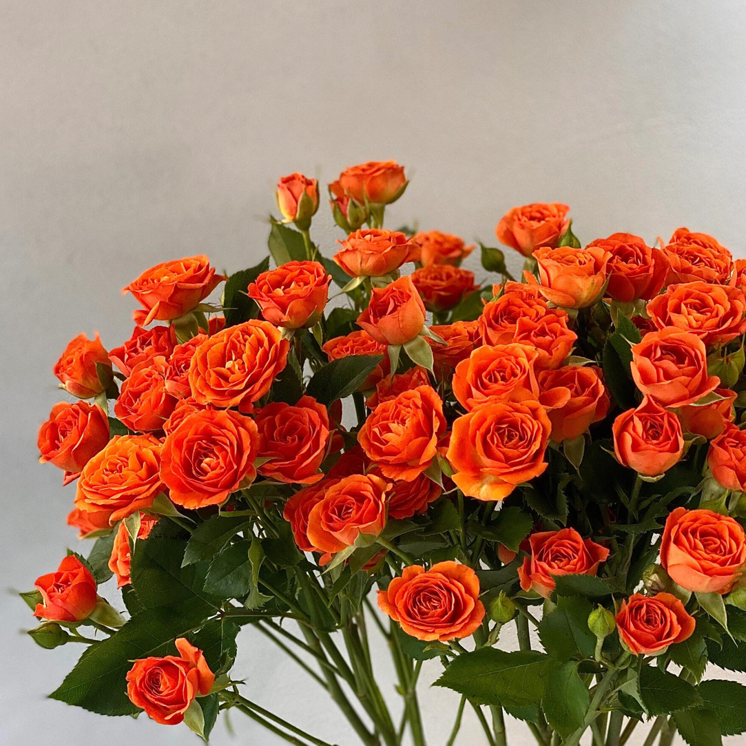 【直播特惠】橙芭比（单拍不配送）