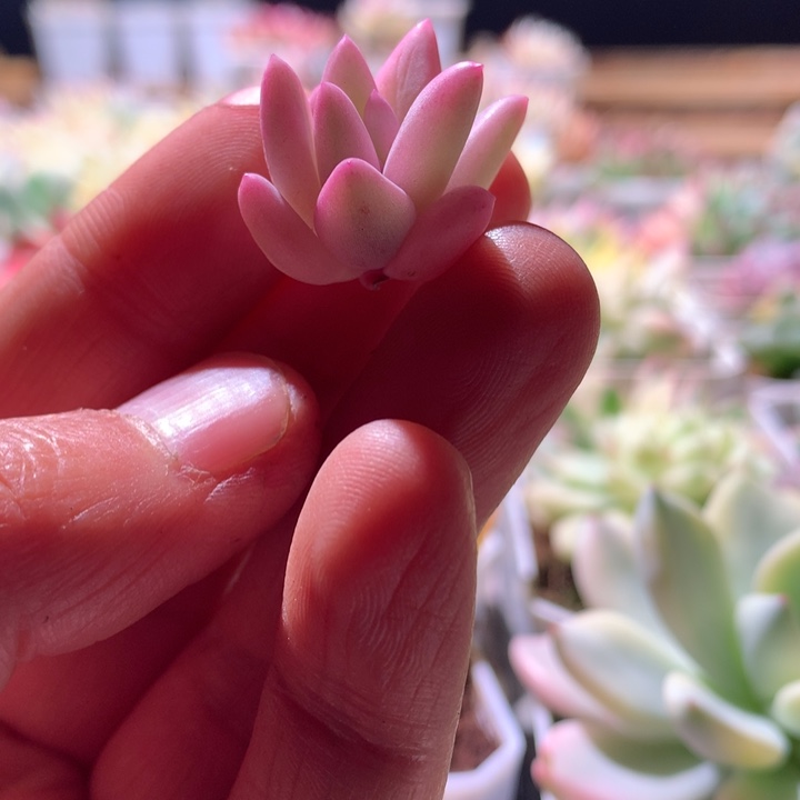 红蜻蜓白覆轮锦砍头