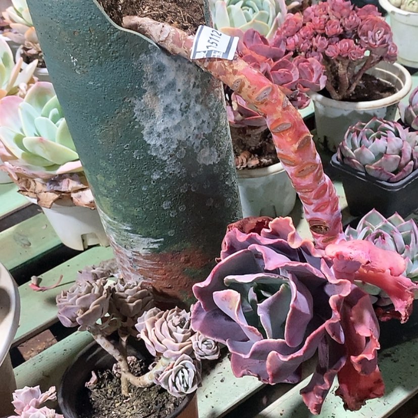 【闪购商品】多肉红婚纱15112