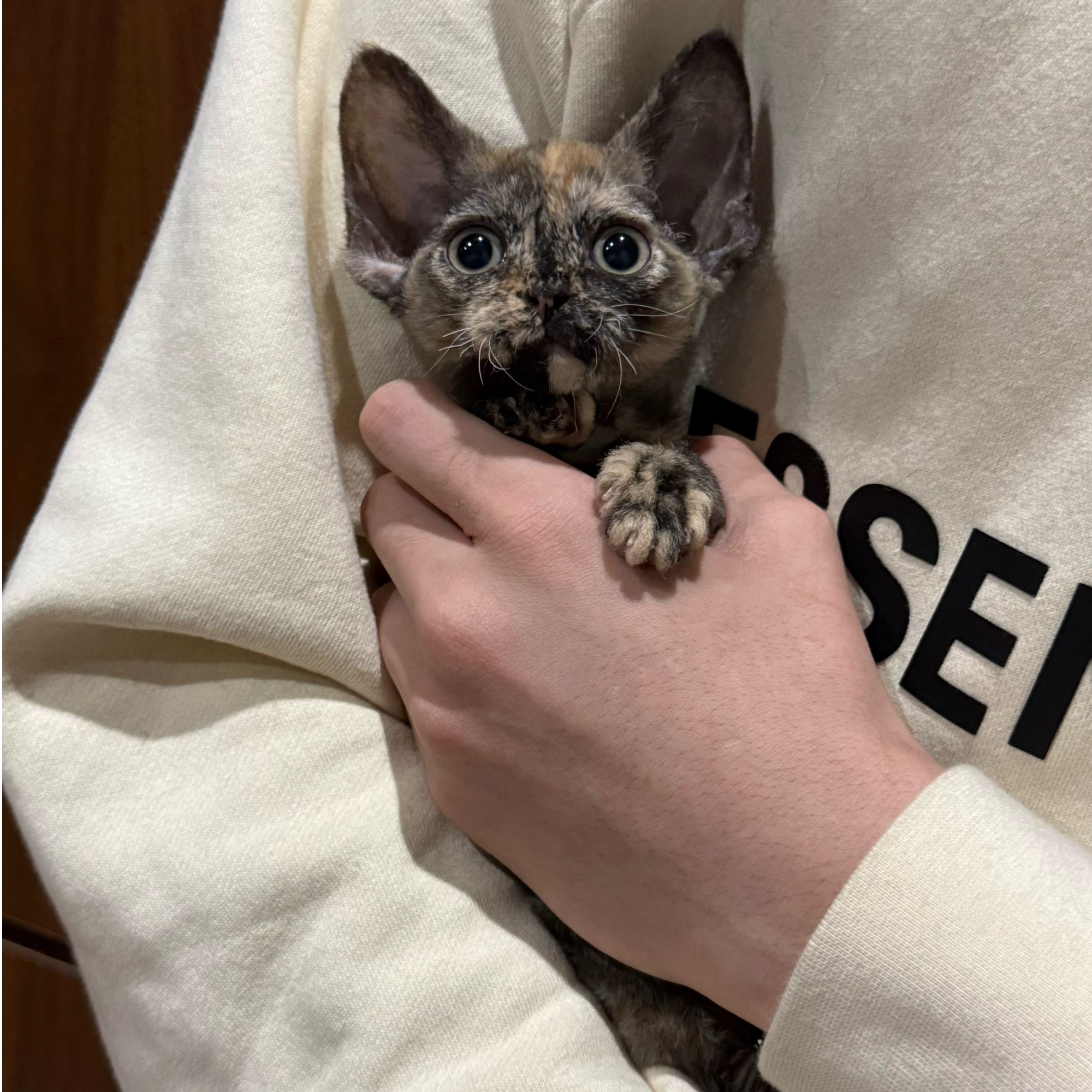 0527玳瑁妹妹德文猫amber