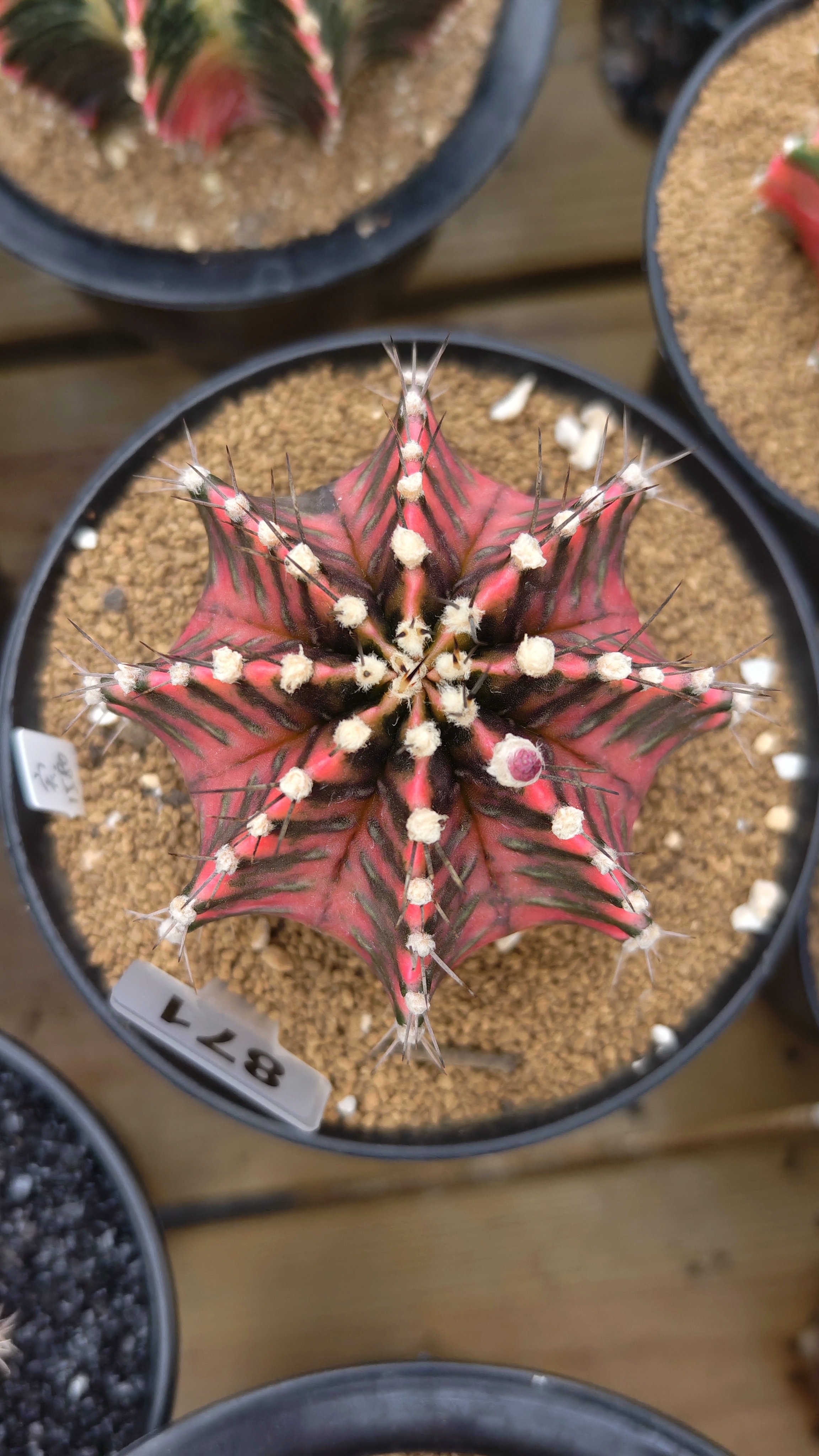 米哈仙人球 实生 好看