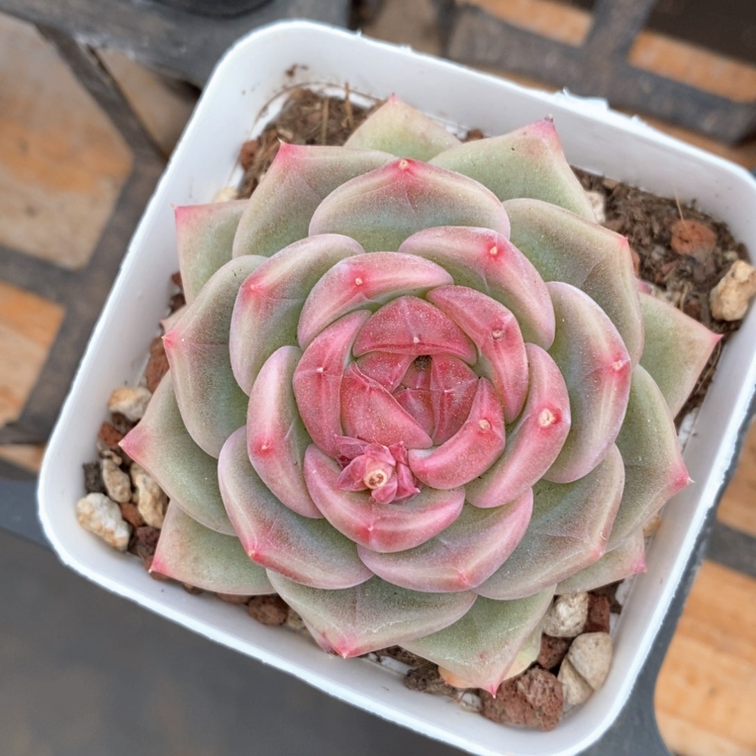 精品多肉一物一拍不包整68