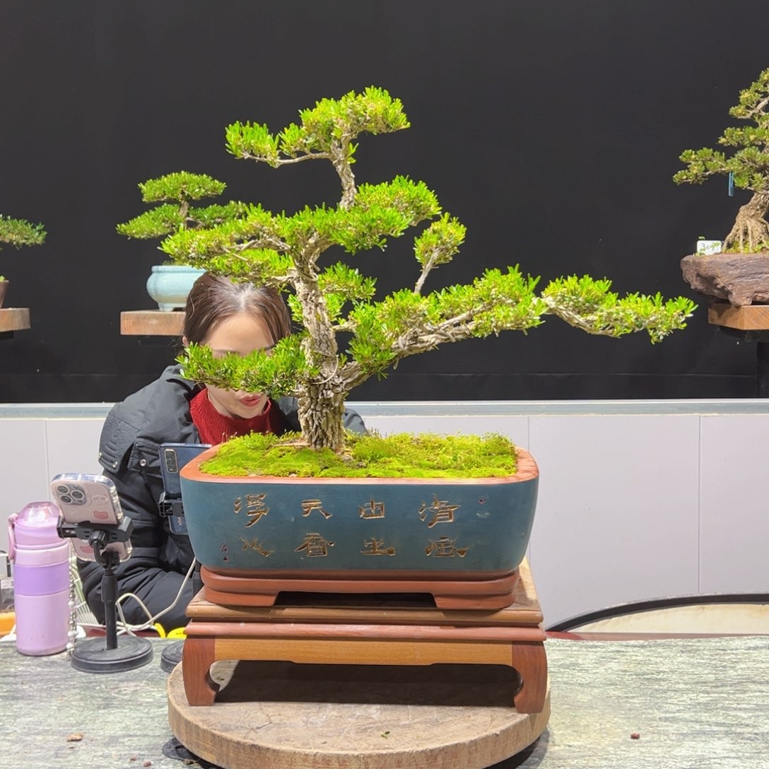 四季常青老桩黄杨盆景