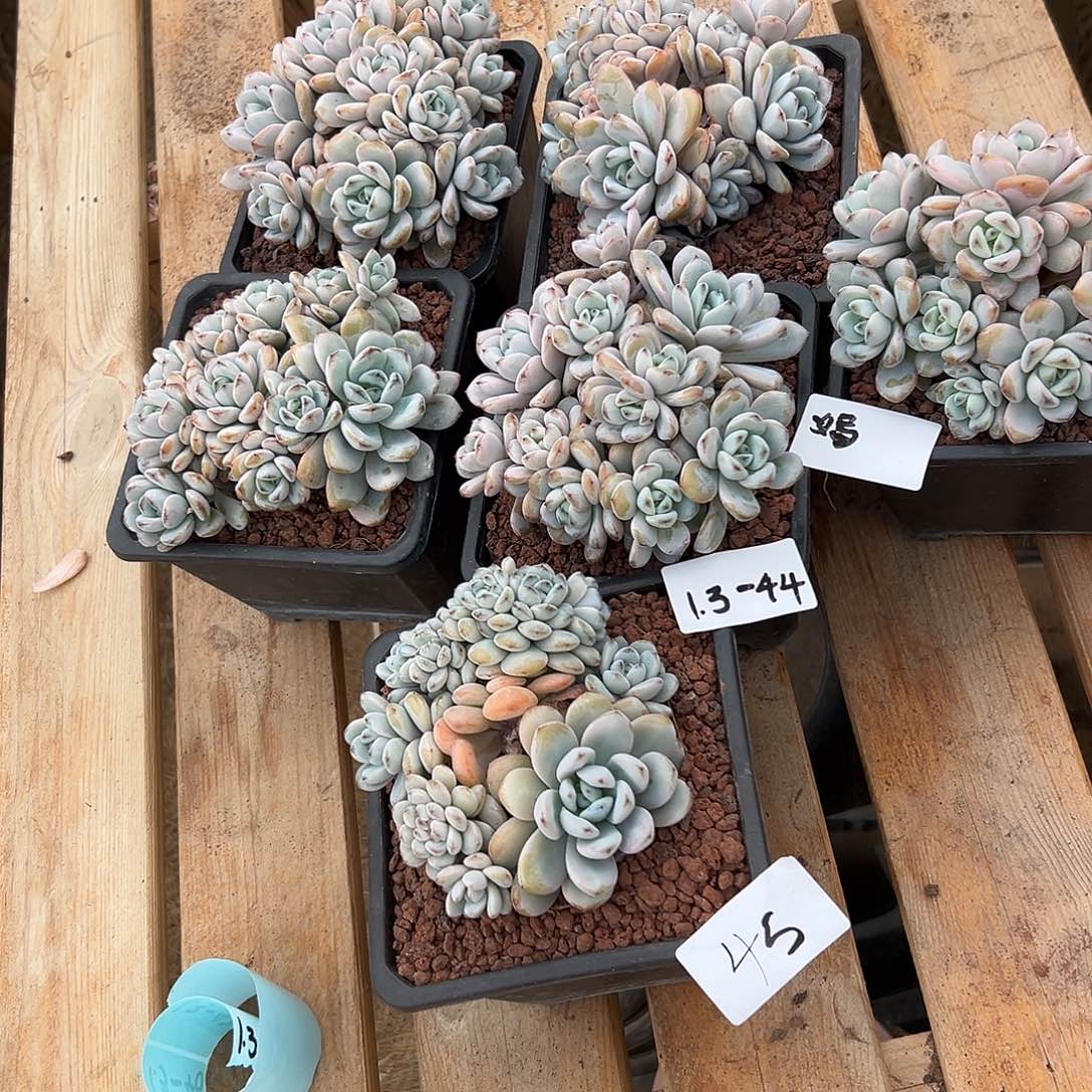 小***儿1.3-44星星雪组合6盆