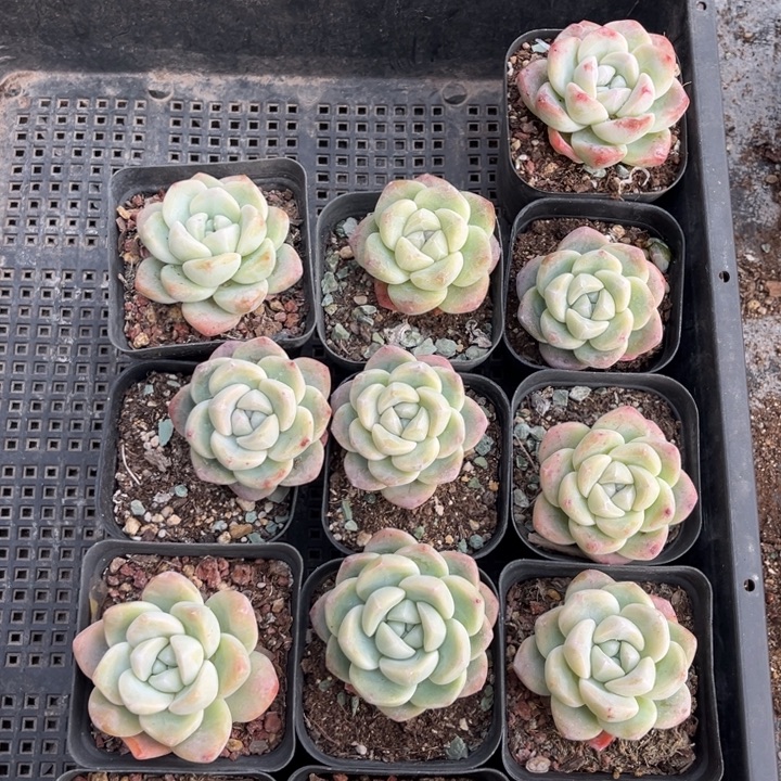 冰玉多肉七方盆一组13个2号