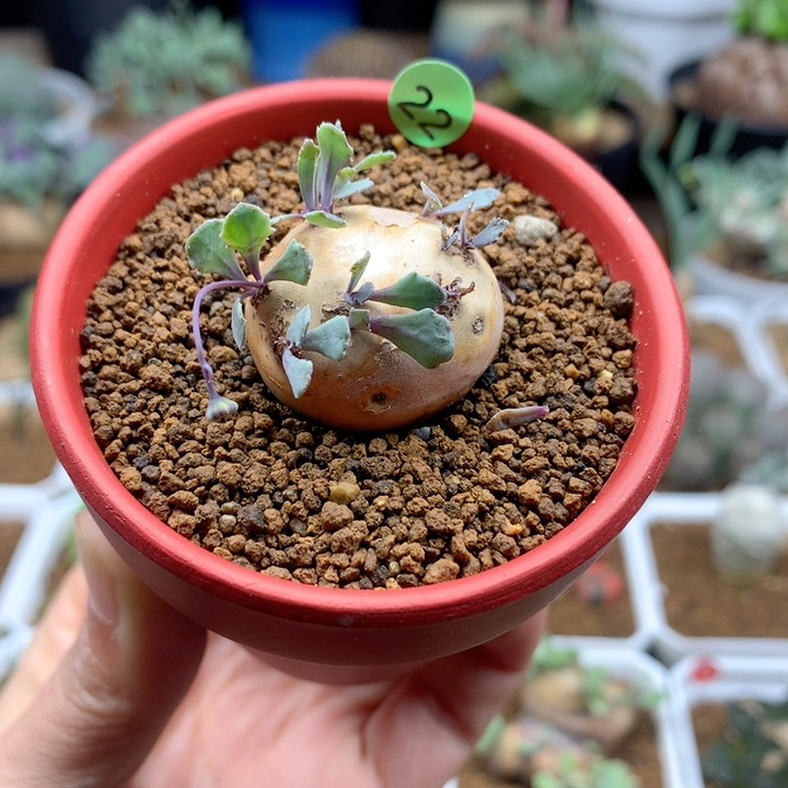 产地格加厚敦菊带盆