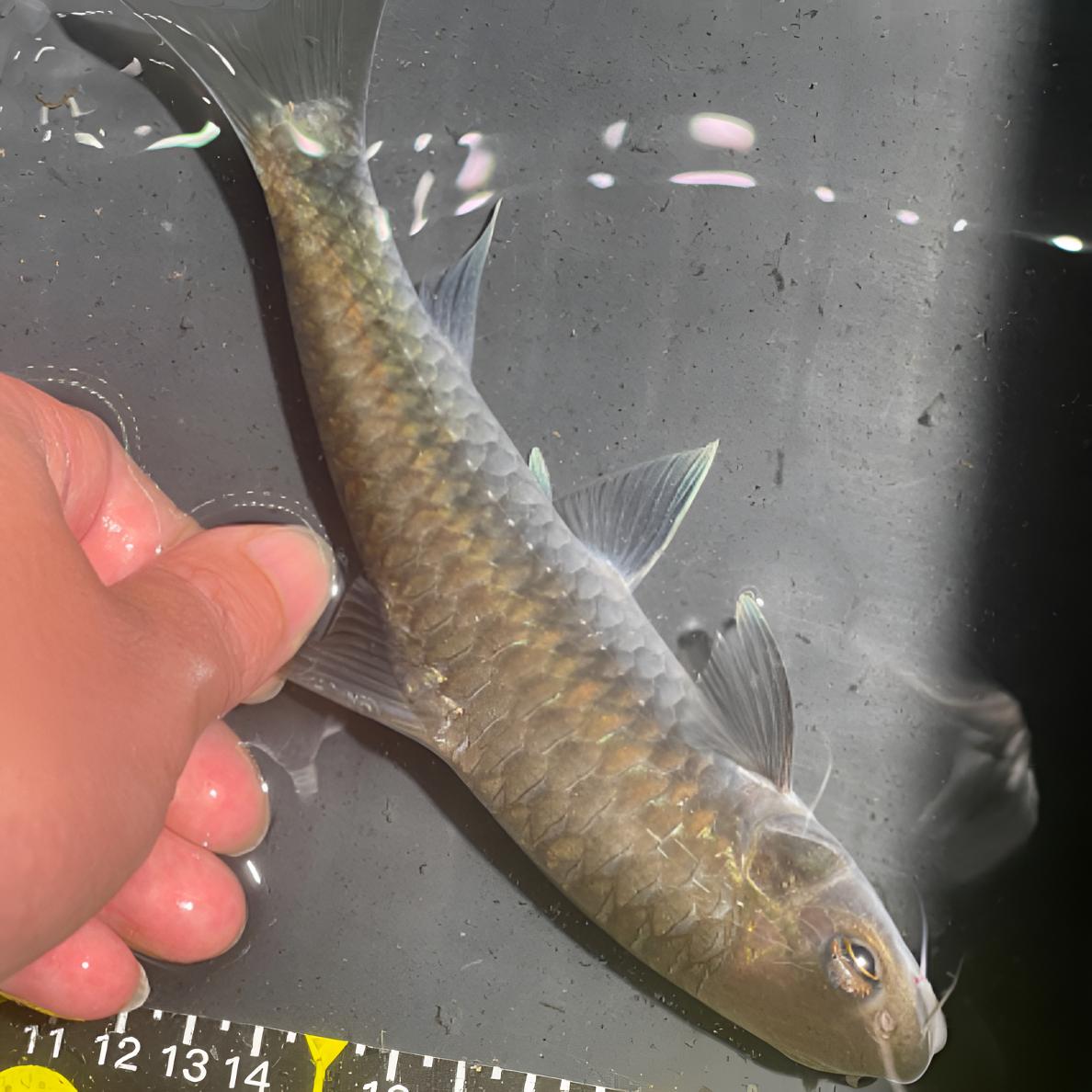 【直播专用链接】清水河原生蓝吉罗，保真保野，包损包邮，一对一挑选