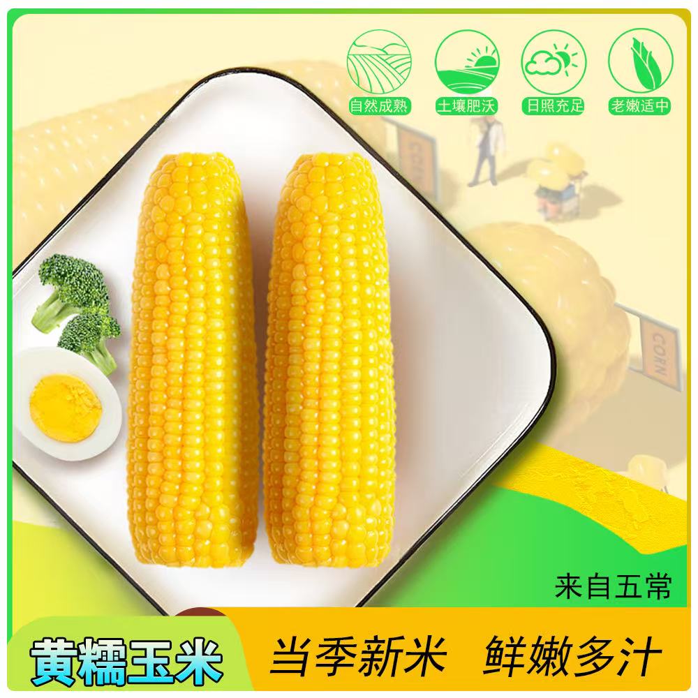 支持试吃两根25年东北新鲜黄糯玉米软糯香甜10支每箱东北低脂玉米
