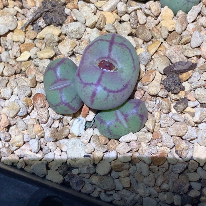 精品多肉植物园艺猴脸3头