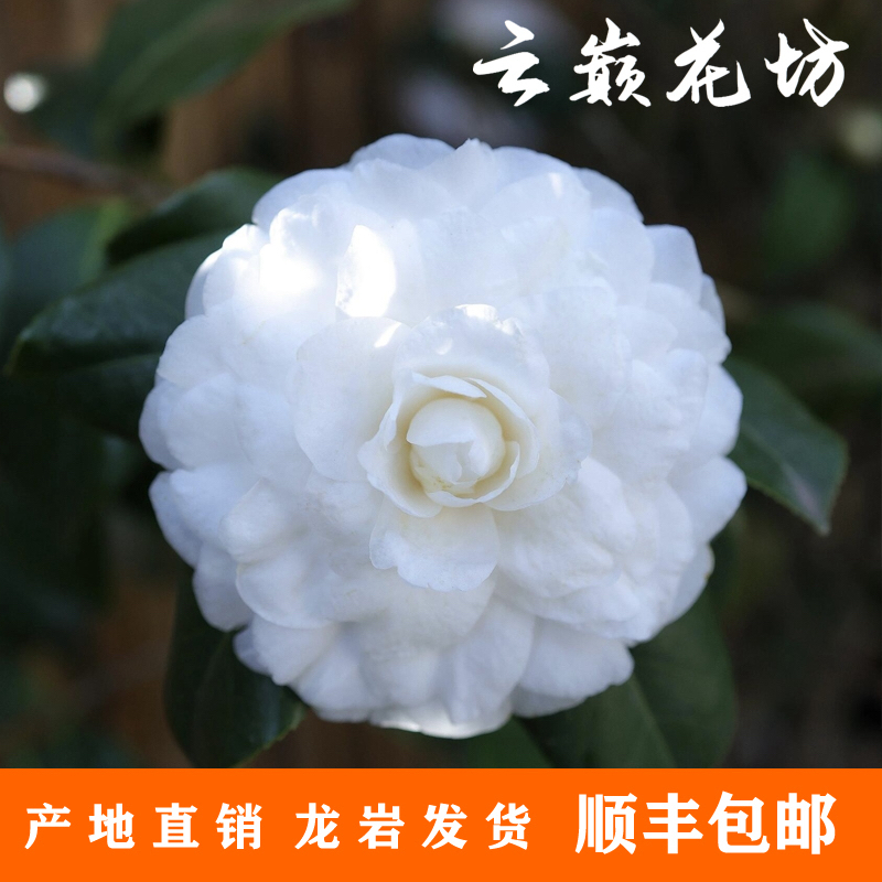 （白雪塔）白色山茶花盆栽花卉绿植室内庭院大花朵名贵耐寒耐热纯白
