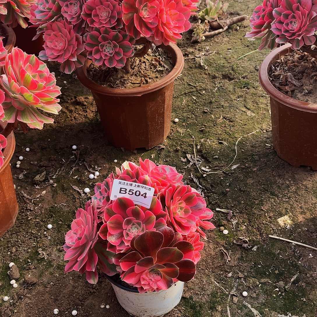 新****司多肉504法师粉女巫