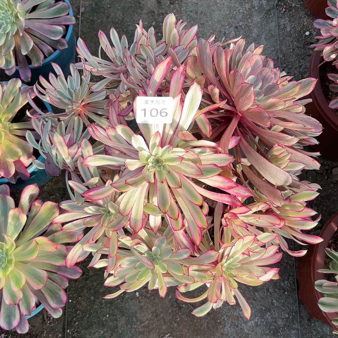 多肉法师仙魔106