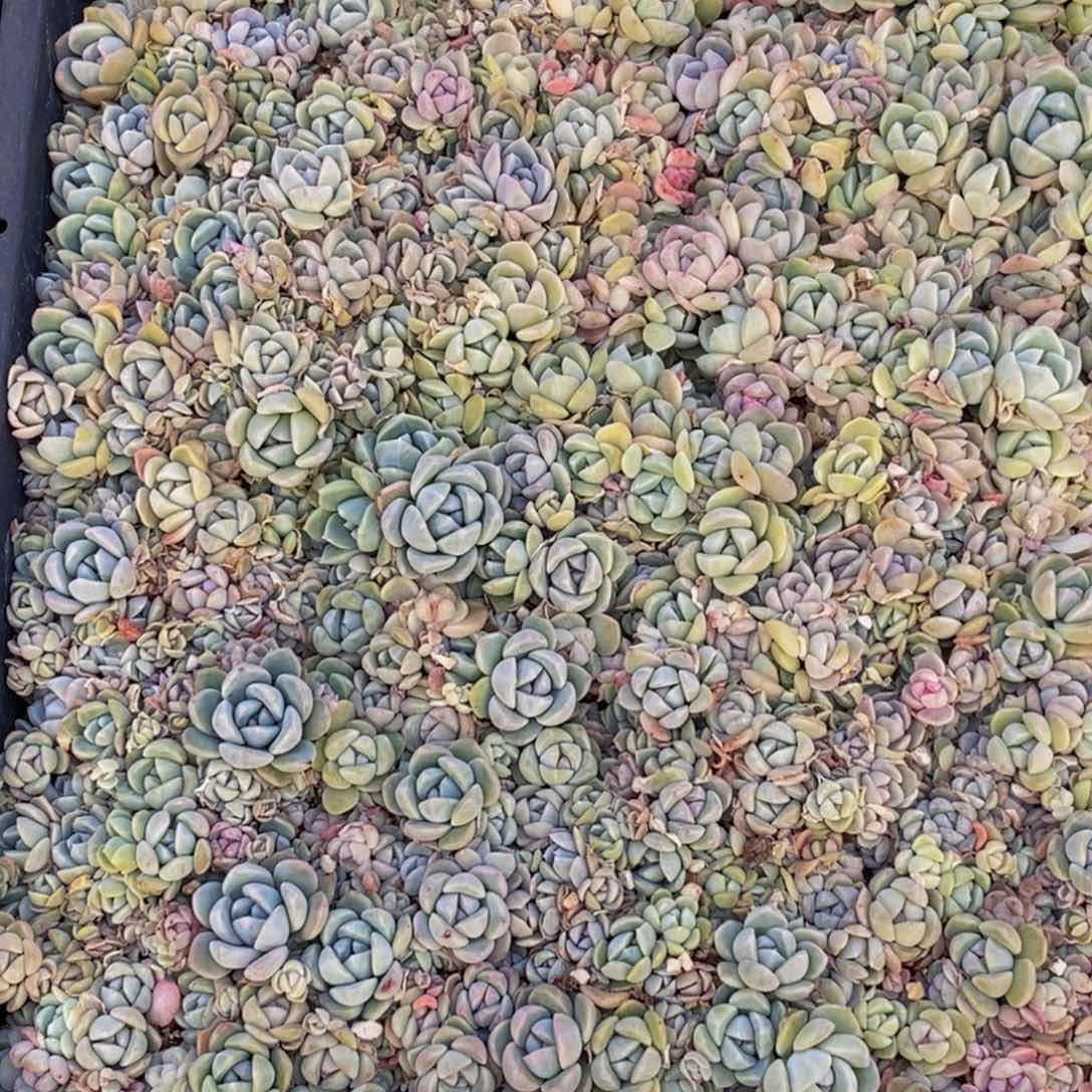 佳***⁸567多肉植物保护研究所所长