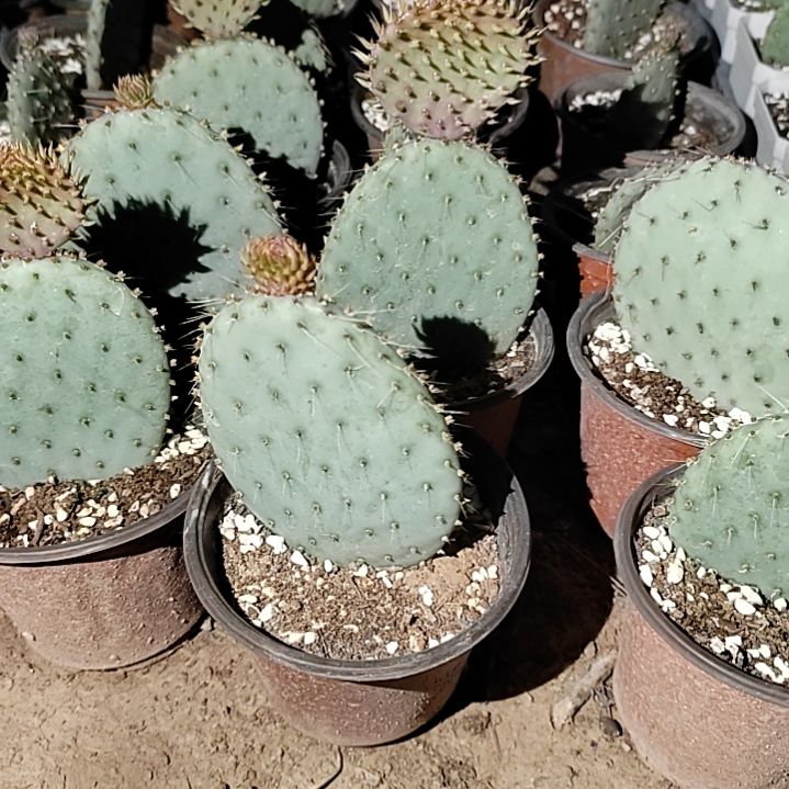 潮流植物胜利塔仙人掌一颗