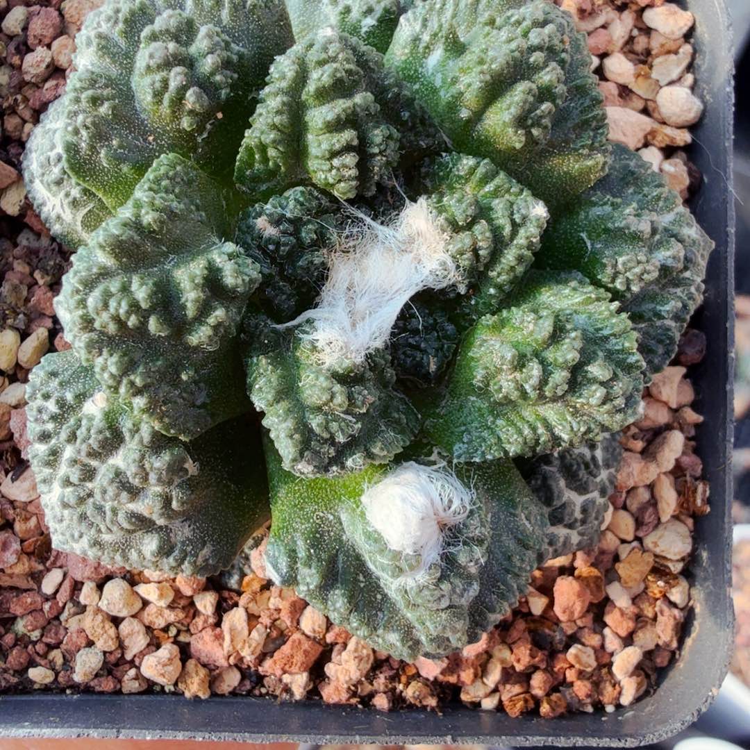 43自根牡丹带盆发货