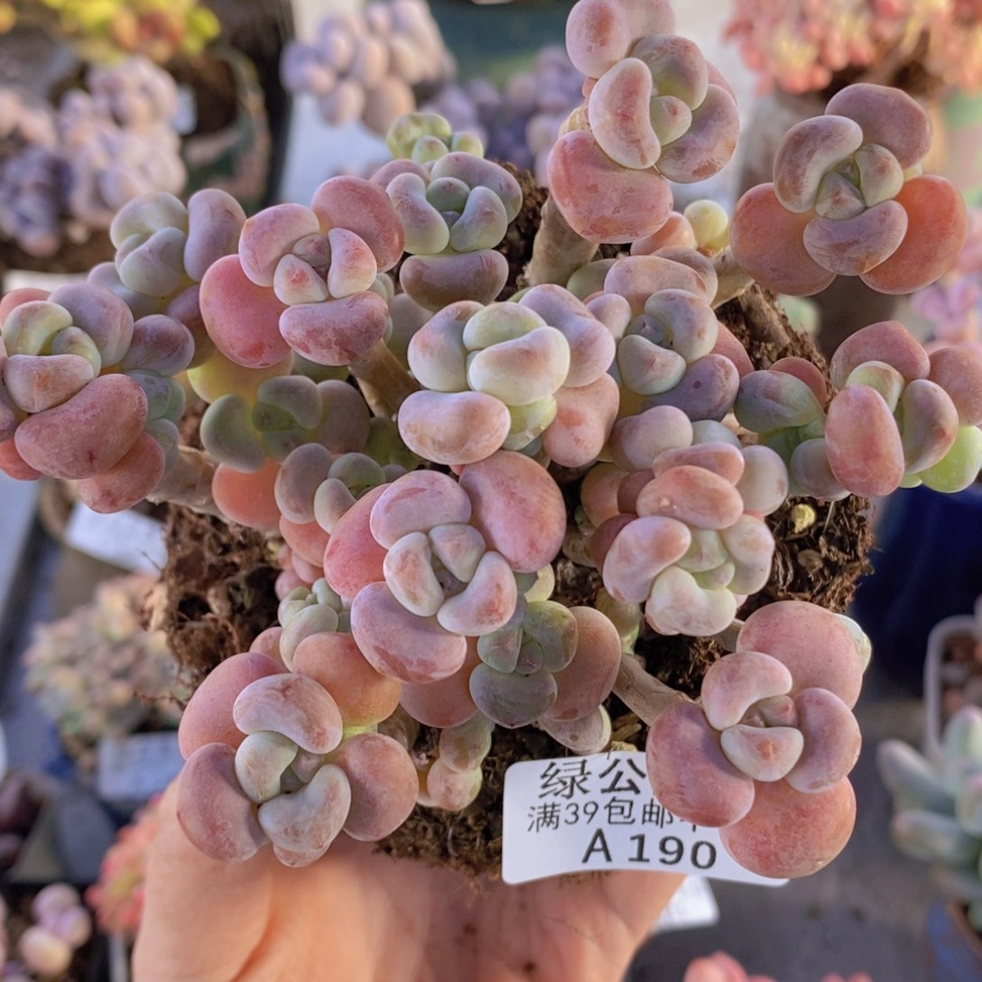 腰子洛神13cm190多肉植物