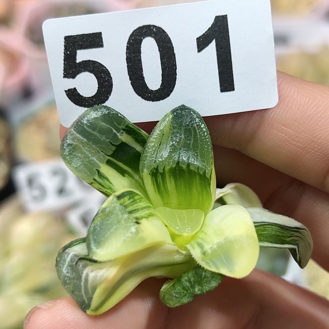 藥*红红火火恍恍惚惚