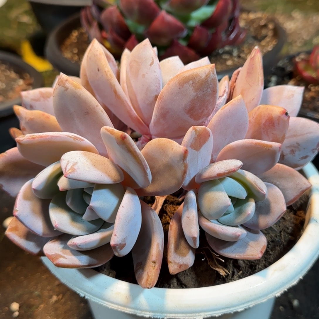 红茶一物一拍包装收缩花旱