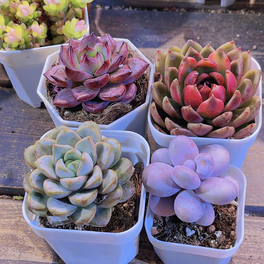 夜魔侠小。玫瑰 葡萄。奶酪