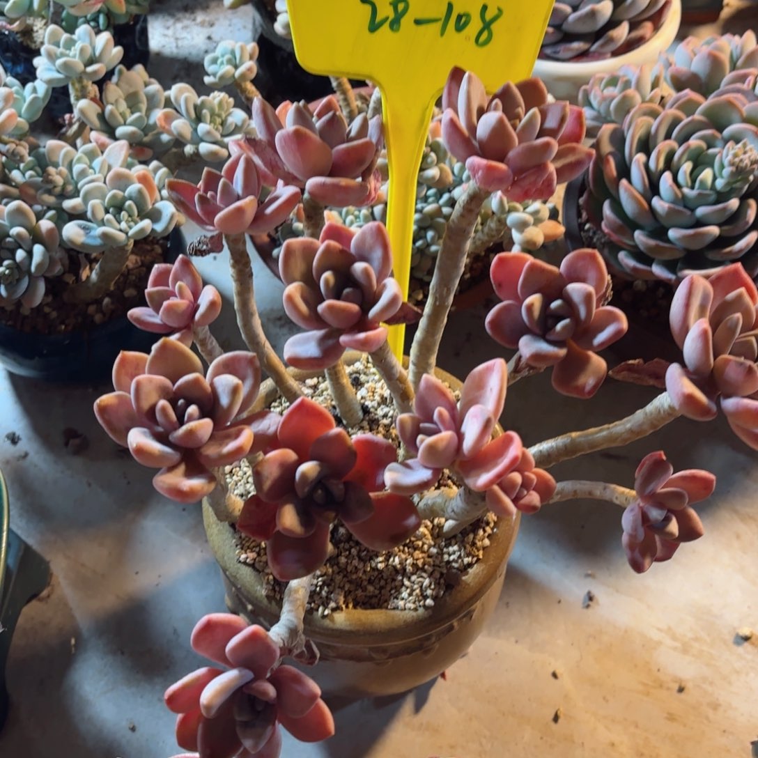 爱****酱冬美人28-108。      ，