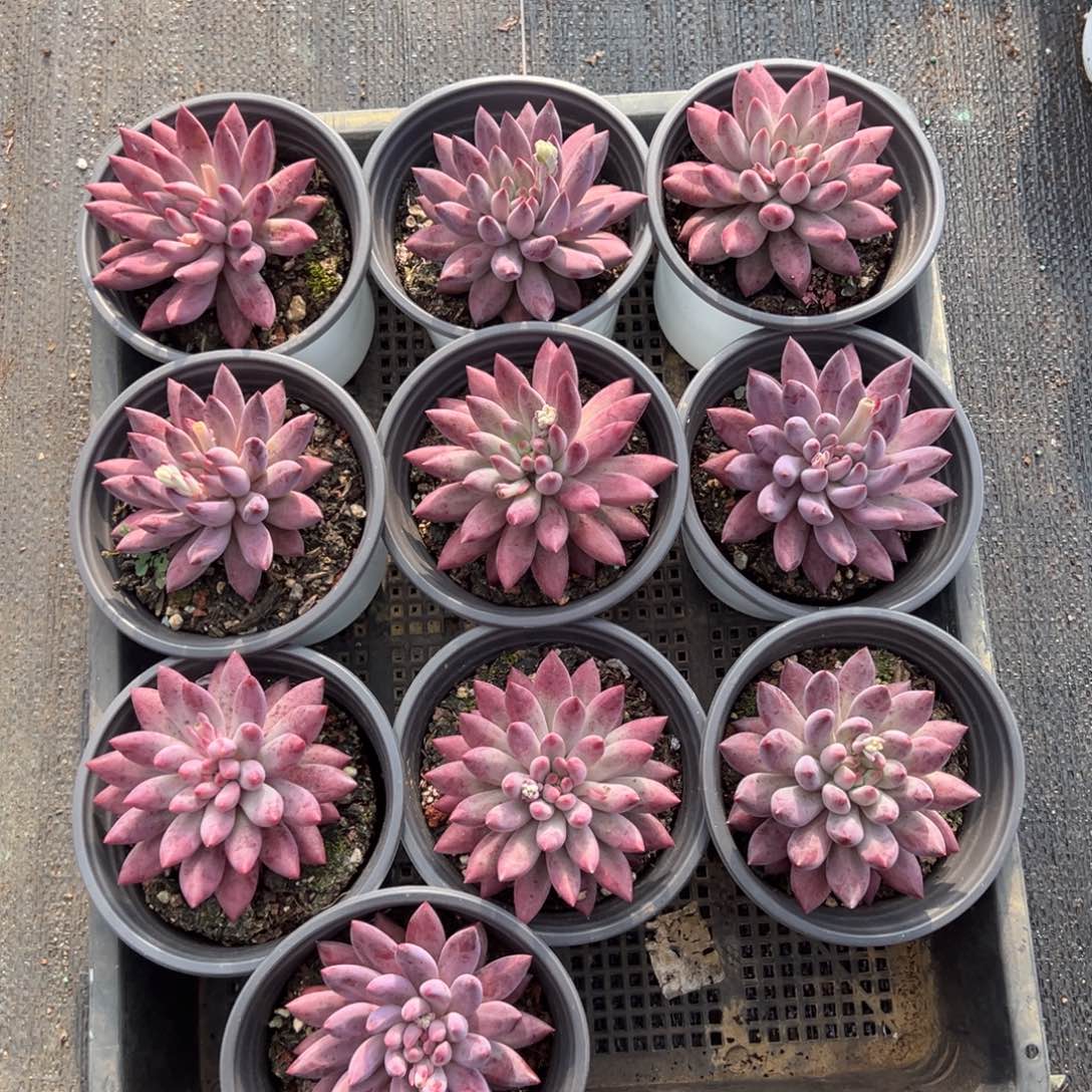 车厘子单头，图中任意一颗，尺寸7+