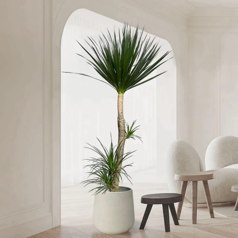 黑珍珠龙血树盆栽细叶双层多头龙须树老桩大型室内客厅绿植苗好养