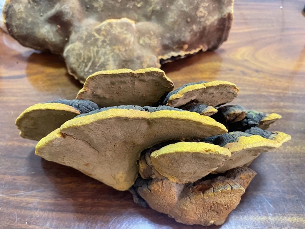 臻道大号野生杨树桑黄（野生杨树桑黄250g）