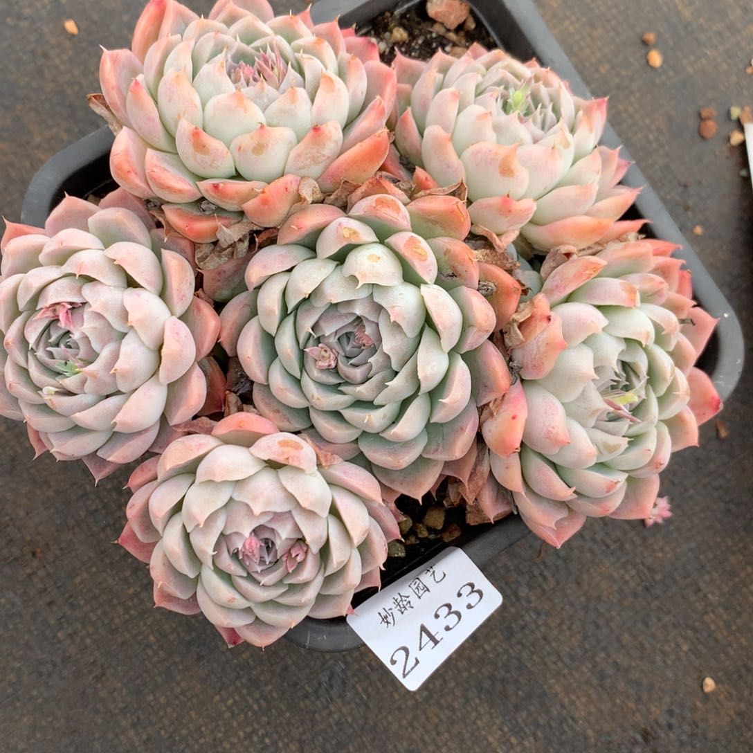 2433杂交精品基地16厘米