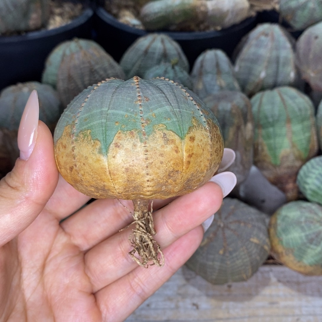 6欧系实生布纹球一物一拍