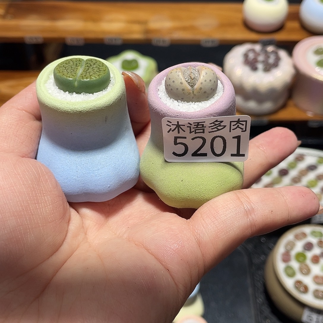 灵***℡带盆土植物 一物一拍5201