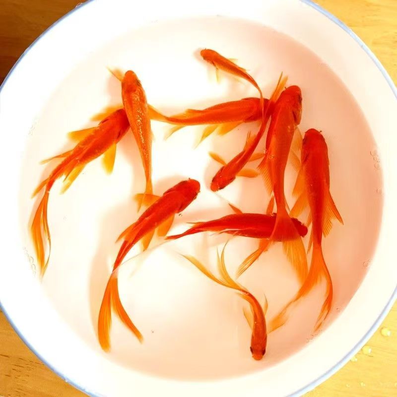 多彩混色锦鲤金鱼冷水观赏鱼好养耐活