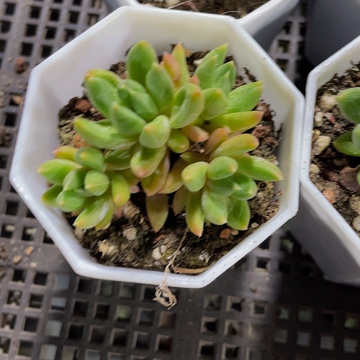 青提群带盆土发货