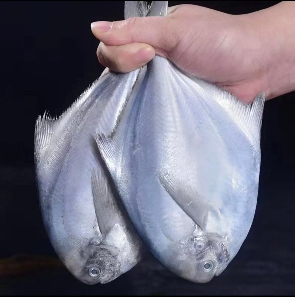 到手3斤 新鲜银海鲳鱼1斤3条 刺少肉嫩顺丰京东顺丰冷链发货