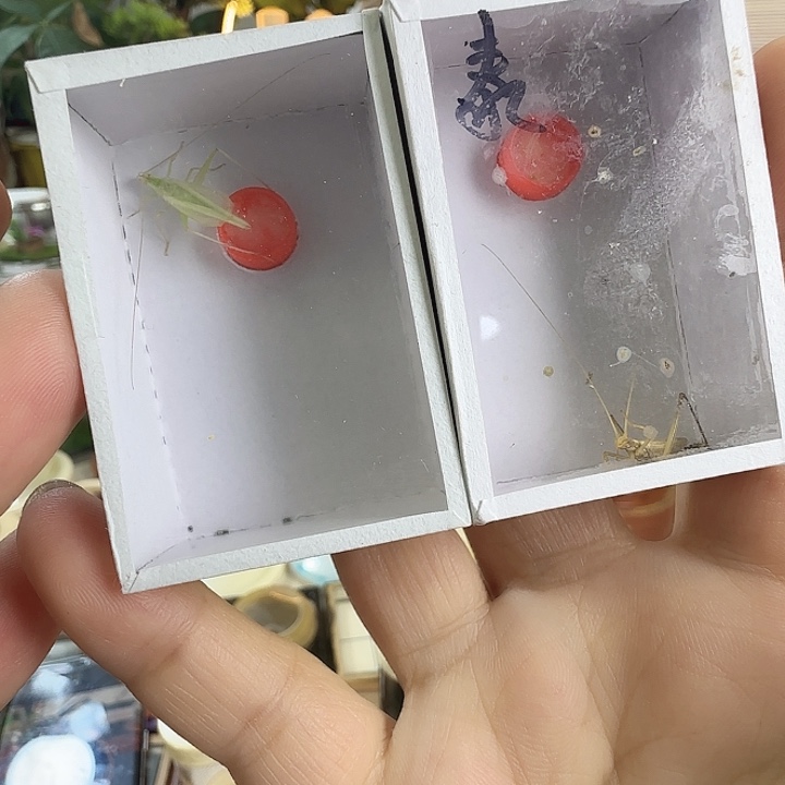 青竹➕泰竹666666666