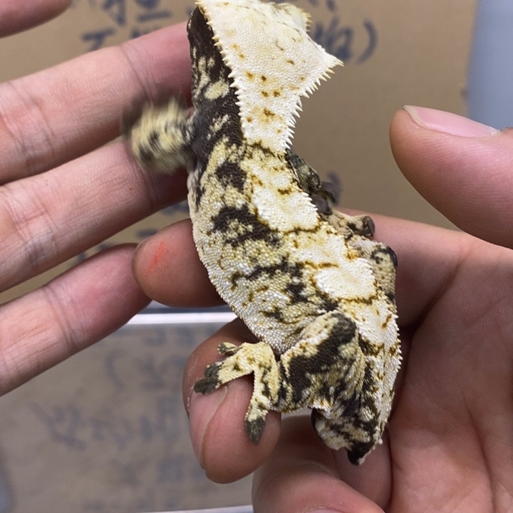 睫角守宫12.1二十三