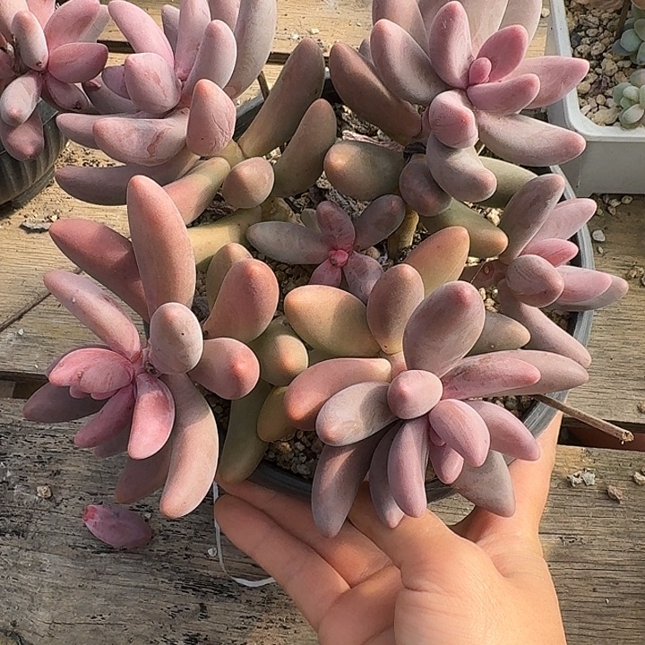 红手指多肉植物的生长