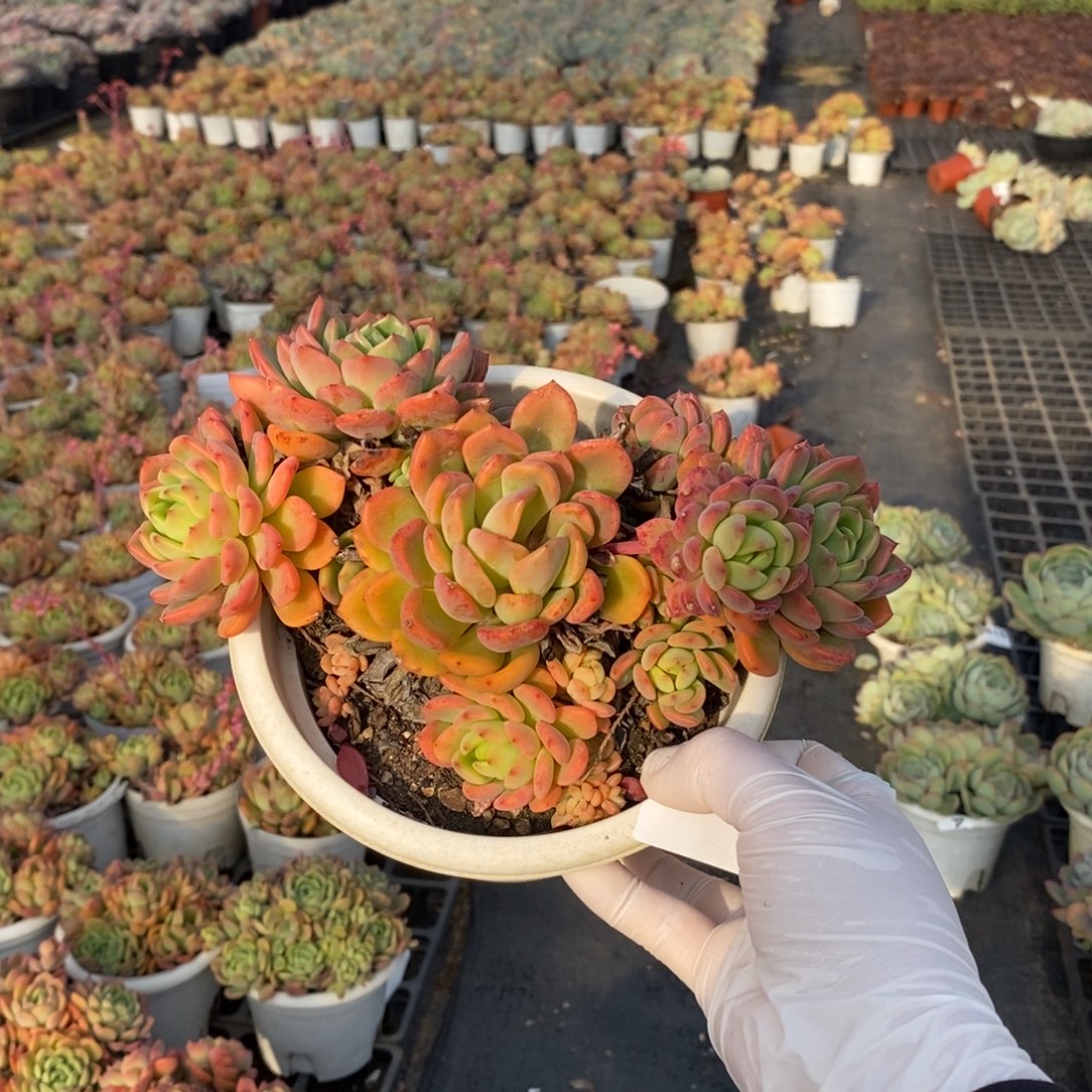 616芬达老桩一物一拍