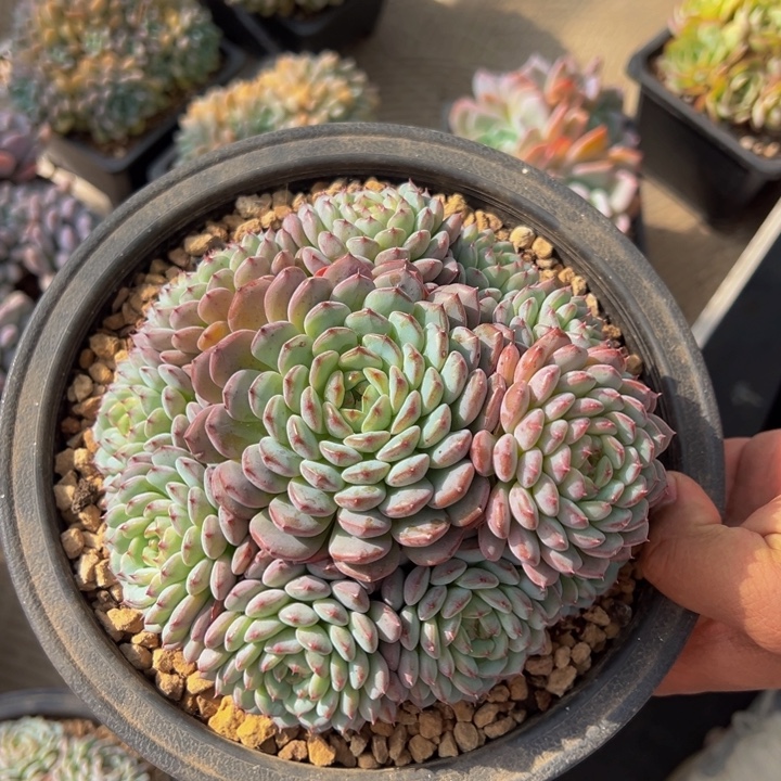 白胖子富贵的多头自然群