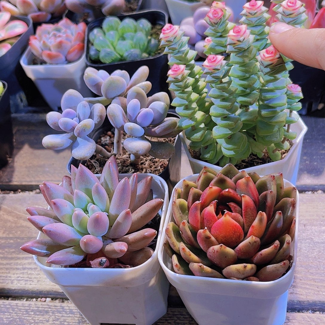 桃蛋。玫瑰。蜻蜓 钱多锦