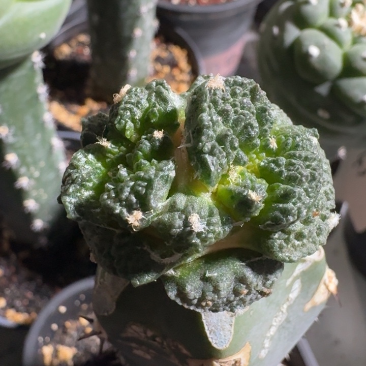 连体哥斯拉小苗仙人球